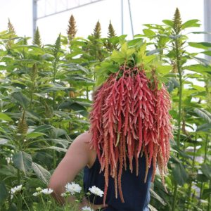 Amaranth From Forget Me Not Farms
