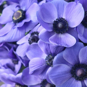 Blue Anemone From Forget Me Not Farms