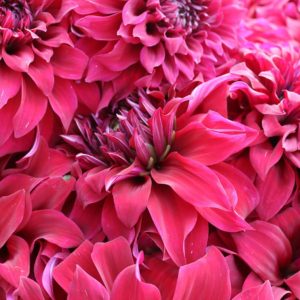 Burgundy Dahlia From Foget Me Not Farms