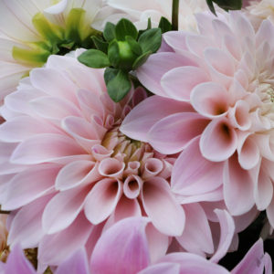 Sweet Nathalie Dahlia From Foget Me Not Farms