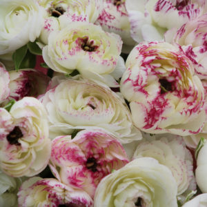 Picotee Ranunculus From Forget Me Not Farms