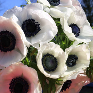 White Anemone From Forget Me Not Farms