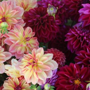Maroon Dahlia From Forget Me Not Farms