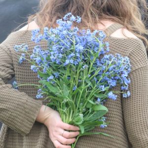 Blue Forget Me Nots From Forget Me Not Farms