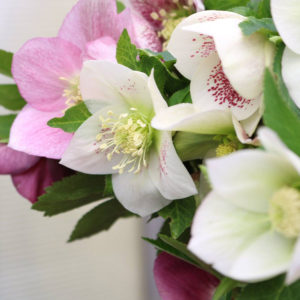 Hellebore From Forget Me Not Farms