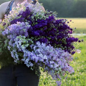 Larkspur From Forget Me Not Farms