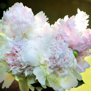 Peony From Forget Me Not Farms
