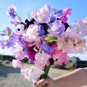 Sweetpea From Forget Me Not Farms
