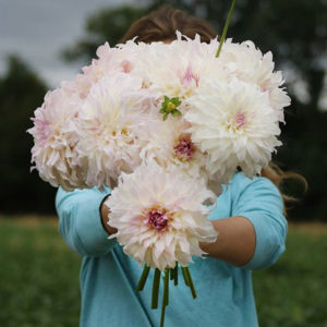 Shiloh Noelle Dahlia From Foget Me Not Farms